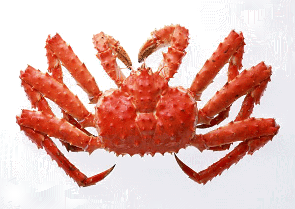 高級蟹